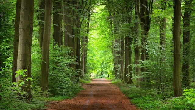 Picture of nature